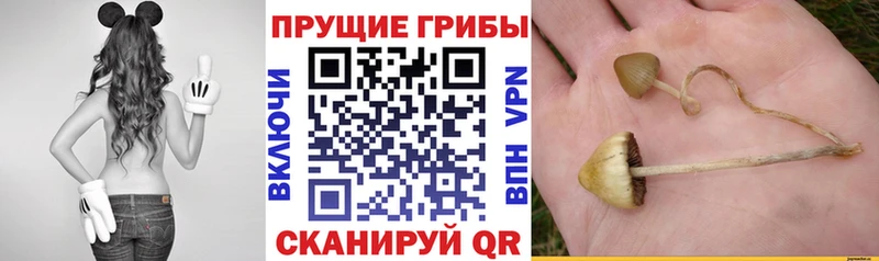 darknet какой сайт  Ейск  Псилоцибиновые грибы ЛСД 